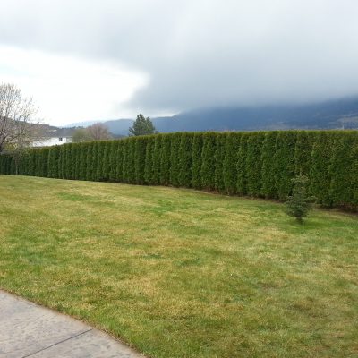 Aspen Landscaping and lawn maintenance services